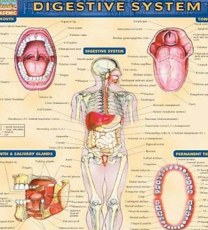 Barcharts, Inc Digestive System: Reference Guide (Quickstudy: Academic)