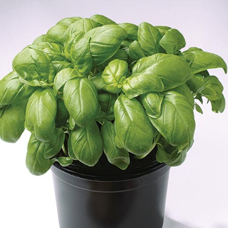 basil Gecofure Seeds Average Seeds 400