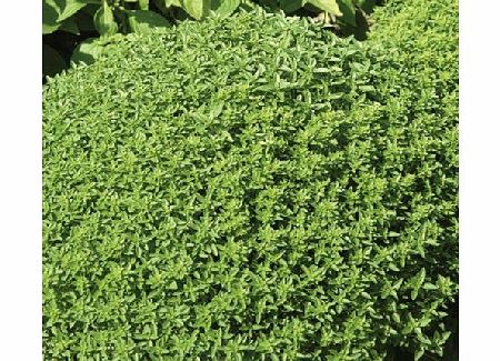 basil Minette Seeds Average Seeds 300