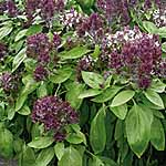 Basil Ornamental Oriental Breeze Seeds 436206.htm