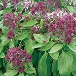 Basil Ornamental Oriental Breeze Seeds