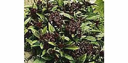 Siam Queen Plants 400391.htm