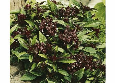 Basil Siam Queen Plants Pack of 5 Pot Ready Plants
