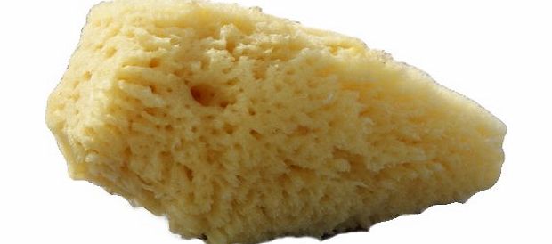 Beaming Baby Organic Baby Sea Sponge- Small