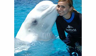 Beluga Interaction Programme at SeaWorld Orlando