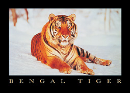 Bengal Tiger Keyring
