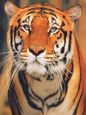 Bengal TIGER