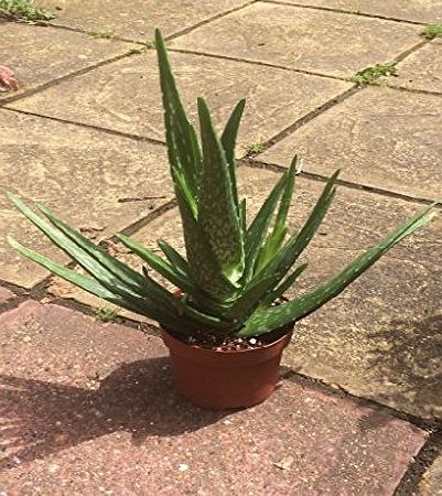 Best4garden Fantastic Delightful Aloe Vera Plant Excellent healing benefit - Aloe Vera Gel - Next day delivery option - Aloe Vera, Aloe vera plants, Aloe plant, Aloe Vera plant, Healing, Aloe Vera Gel, evergreen,