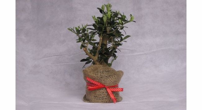 Best4garden Olivia Europeana Olive tree - Small but mature with thick stem - ideal small gift