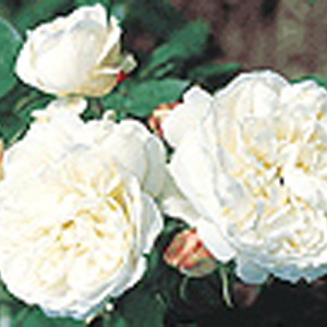 Bianco - Patio Rose ** AUTUMN PRE ORDER ONLY **