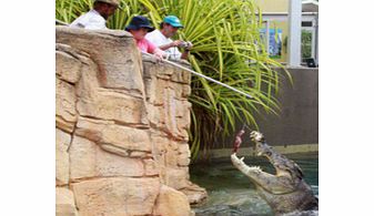 BIG Croc Feed Experience at Crocosaurus Cove -