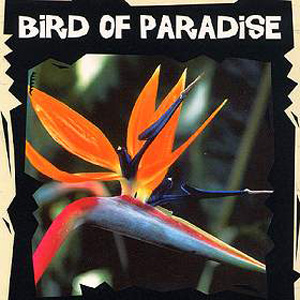 Bird Of Paradise Strelitzia Seeds