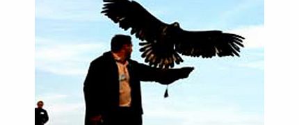 Bird of Prey Day UK Wide