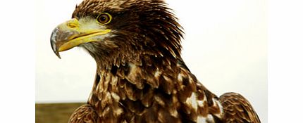 Bird of Prey Half Day Experience UK Wide