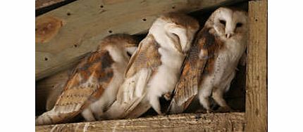 Birds of Prey Day in Bedfordshire