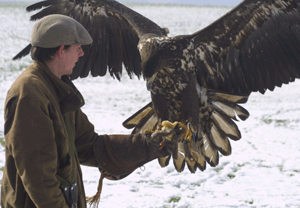 Birds of Prey Day in Kent