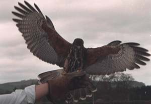 Birds of Prey Day in Perthshire