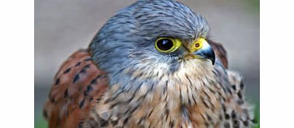 Birds of Prey Day in the West Midlands