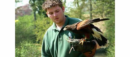 Birds of Prey Experience in Bedfordshire