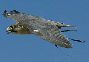 Birds of Prey Experience in Cheshire