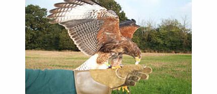 Birds of Prey Experience in Essex