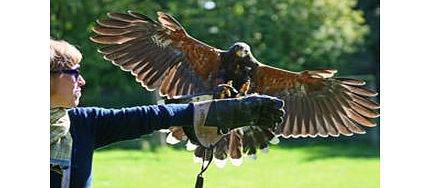 Birds of Prey Experience in Hampshire
