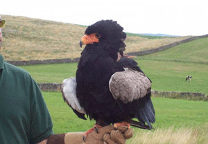 Birds of Prey Experience in North Yorkshire