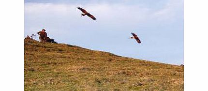 Birds of Prey Experience in Warwickshire