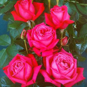 Birthday Boy Hybrid Tea Rose (pre-order now)