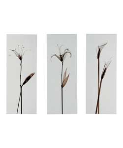 Black and White X Ray Flower Set Of 3