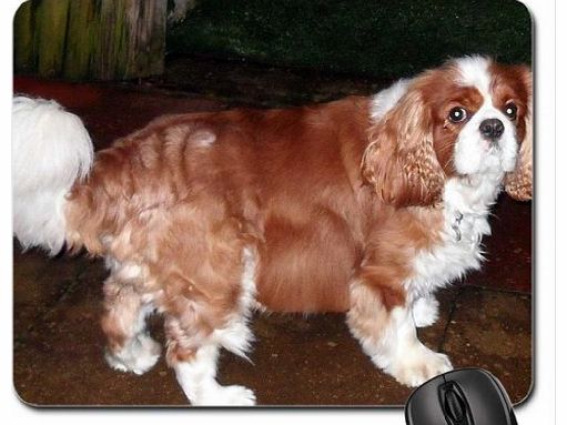 Black Pearl NIGHTTIME IN BRUM Mouse Pad, Mousepad (Dogs Mouse Pad)