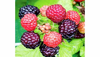 Black Raspberry Plant - Jewel