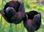 Black Tulip Collection