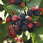 Blackberry Chester Plant
