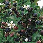 Loch Ness 441490.htm