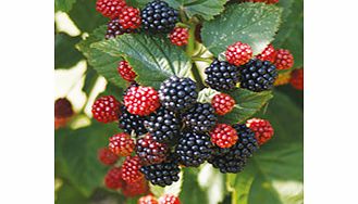 Blackberry Plant - Chester