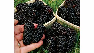 Blackberry Plant - Karaka Black