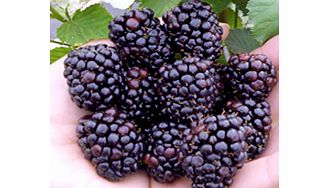 Blackberry Plant - Reuben