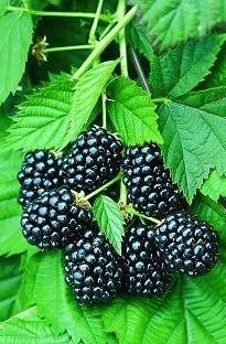 Blackberry Superstar x 5 plants