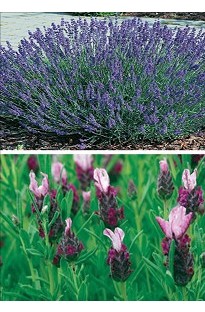 2 Mixed Lavender x 10 plants
