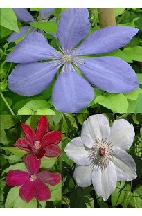 3 Clematis Collection x 10 young plants