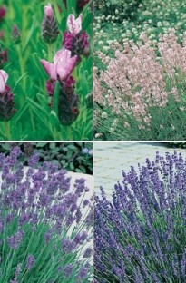 4 Mixed Lavender x 10 Plants