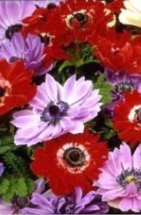 Blooming Direct Anemone St Brigid x 25 bulbs