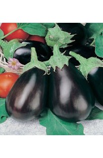 Blooming Direct Aubergine Black Beauty x 150 seeds
