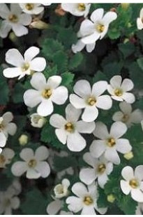 Blooming Direct Bacopa Snowflake White x 5 young plants