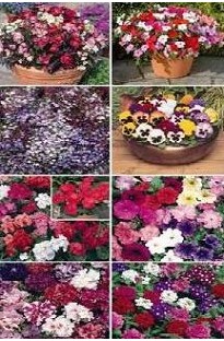 Blooming Direct Bedding Plant Collection x 9 trays plug plants