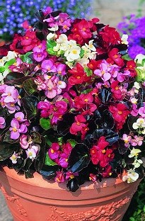 Blooming Direct Begonia Organdy Mixed x 50 Plants   16 FREE