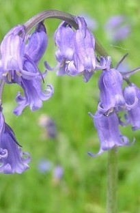 Bluebells (English) In The Green x 50 Bulbs