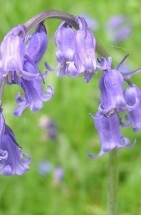 Blooming Direct Bluebells (English) In The Green x 50 Bulbs