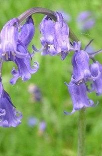 Blooming Direct Bluebells (English) x 50 bulbs